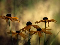 Rudbeckia var Oma_2015_07_31_7277