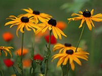 Rudbeckia var Oma_2015_08_01_7316