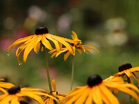 Rudbeckia var Oma_2016_07_31_1834