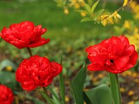Tulipa Bruelltulpe rot nr 22_2017_04_04_5225