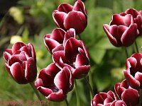 Tulipa Fontainebleau_2012-04-28_7706