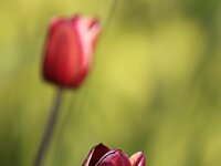 Tulipa Fontainebleau_2014-04-08_7536