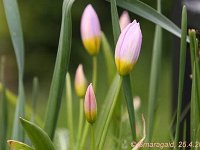 Tulipa bakeri Lilac Wonder_2010-04-25_0773