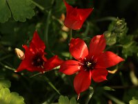 Tulipa botanisch rot_2015_05_02_4326