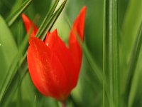 Tulipa botanisch rot_2018_04_14_2228