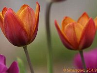 Tulipa braunrot_2010-04-25_0771