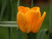 Tulipa dklgelb_2015_04_26_4149