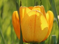 Tulipa dklgelb_2016_05_01_9992