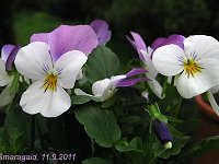 Viola Cornuta_2011-09-11-LaPrele_0883
