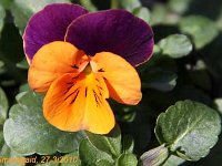 Viola cornuta_2010-03-27_0479