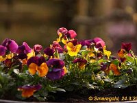 Viola cornuta_2012-03-24_7409