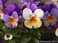 Viola cornuta_2012-04-28_7716