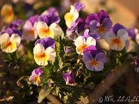 Viola cornuta_2013-04-22_1823
