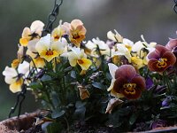 Viola cornuta_2014-03-31_7428
