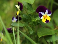 Viola cornuta_2017_05_13 bei Blossomtime_5937
