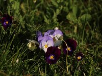 Viola cornuta_2019_04_22_8554