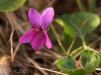 Viola odorata-pink_2013-04-14_1695