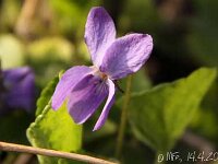 Viola odorata-violett_2013-04-14_1697