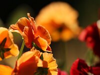 Viola_2018_09_30_6474