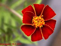 Tagetes patula linnaeus_2011-07-16_4807