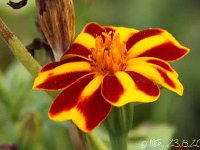 Tagetes patula z_2013-08-23_3704