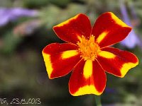 Tagetes patula z_2013-08-23_3706