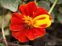 Tagetes patula z_2013-09-17_4101