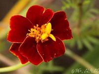Tagetes patula z_2013-09-21_4130