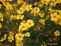 Tagetes_2006-12-05_670502