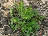 Tanacetum Corymbosum_2008-04-25_0365