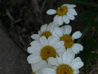 Tanacetum Corymbosum_2008-06-17_1750