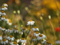 Tanacetum corymbosum_2015_07_05_7026