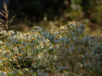Tanacetum corymbosum_2017_06_16_6966