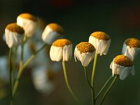 Tanacetum corymbosum_2018_06_25_3983