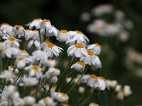 Tanacetum corymbosum_2020_06_07_01011