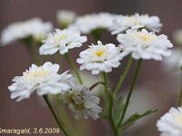 Tanacetum parthenium double_2009-06-03_6520