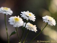 Tanacetum parthenium double_2012-08-29_0506