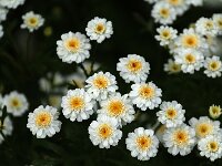 Tanacetum parthenium double_2015_06_14_6608