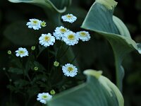 Tanacetum parthenium double_2015_07_26_7258