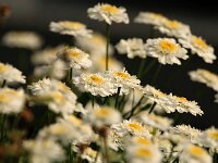 Tanacetum parthenium double_2017_09_02_9039