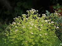 Tanacetum parthenium var Frank 2014-06-13_0036