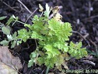 Tanacetum parthenium var Frank_2009-10-25_9591