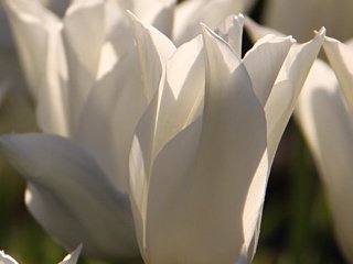 Tulipa