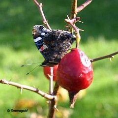 Admiral_2006-10_6525