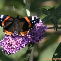 Admiral_2008-09-27_3464