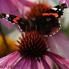 Admiral_2010-09-13_2581