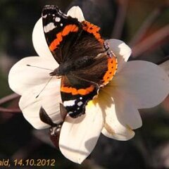 Admiral_2012-10-14_0757