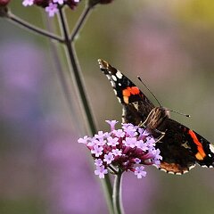 Admiral_2014_10_26_2682