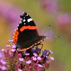 Admiral_2015_09_26_7974