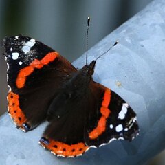 Admiral_2016_10_03_3007